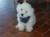 Bichon Frisé Foto: Benni als Baby mit ca. 3 Monaten (ID 4638) Bichon Frisé Hund