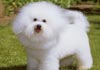 Bichon Frisé Foto (ID 101) Bichon Frisé Hund