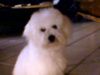 Bichon Frisé Foto: Tabby Pocahontas Just for Fun (ID 16138) Bichon Frisé Hund