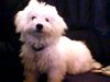 Bichon Frisé Foto: Tabby Pocahontas Just for Fun (ID 16137) Bichon Frisé Hund