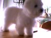 Bichon Frisé Foto: Tabby Pocahontas Just for Fun (ID 16136) Bichon Frisé Hund