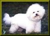 Bichon Frisé Foto: Charly ist ein sehr erfolgreicher Show und Zucht Bichon frise in Deutschland. Er ist superlieb und beteiligt sich an der Aufzucht seiner Welpen maßgeblich (ID 8121) Bichon Frisé Hund