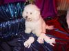 Bichon Frisé Foto: Vom Stiefeler-Schloss (ID 16442) Bichon Frisé Hund