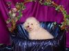 Bichon Frisé Foto: Vom Stiefeler-Schloss (ID 16444) Bichon Frisé Hund