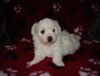 Bichon Frisé Foto: vom Adlerhorst (ID 22106) Bichon Frisé Hund