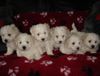 Bichon Frisé Foto: vom Adlerhorst (ID 22105) Bichon Frisé Hund