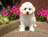 Bichon Frisé Foto: vom Adlerhorst (ID 22570) Bichon Frisé Hund