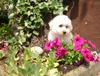 Bichon Frisé Foto: vom Adlerhorst (ID 22571) Bichon Frisé Hund