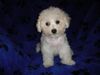 Bichon Frisé Hund