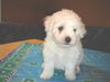 Bichon Frisé Foto: vom Adlerhorst (ID 24276) Bichon Frisé Hund