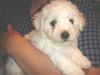 Bichon Frisé Foto: vom Adlerhorst (ID 24275) Bichon Frisé Hund