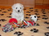 Bichon Frisé Foto: vom Adlerhorst (ID 31693) Bichon Frisé Hund