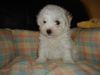 Bichon Frisé Hund