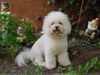 Bichon Frisé Foto: vom Adlerhorst (ID 38362) Bichon Frisé Hund
