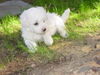 Bichon Frisé Foto: vom Adlerhorst (ID 38363) Bichon Frisé Hund