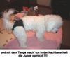 Bichon Frisé Foto: dana aus dem zwinger just for fun, ein traumhaftes bichonmädchen (ID 19194) Bichon Frisé Hund