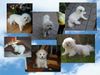 Bichon Frisé Foto: Schönheiten unter sich! (ID 6670) Bichon Frisé Hund