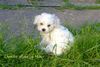 Bichon Frisé Hund