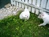 Bichon Frisé Foto: Tabby mit Freundin Joy (ID 14132) Bichon Frisé Hund
