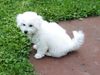 Bichon Frisé Foto: Tabby 3 Monate (ID 13980) Bichon Frisé Hund