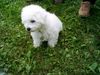 Bichon Frisé Foto: Tabby 3 Monate (ID 13981) Bichon Frisé Hund