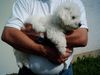 Bichon Frisé Foto: Tabby auf Arm v Herrchen (ID 14133) Bichon Frisé Hund