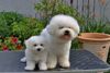 Bichon Frisé Hund