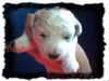 Bichon Frisé Foto (ID 25269) Bichon Frisé Hund