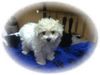 Bichon Frisé Foto: Vom Stiefeler-Schloss (ID 19142) Bichon Frisé Hund