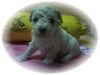 Bichon Frisé Foto: Vom Stiefeler-Schloss (ID 18490) Bichon Frisé Hund