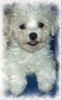 Bichon Frisé Foto: Vom Stiefeler-Schloss (ID 19146) Bichon Frisé Hund