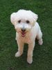 Bichon Frisé Foto: Bichon Frisé /Kreuzung ? aus Mexiko mitgebracht. Kann man diesen suessen Hund einer Rasse zuordnen? (ID 24715) Bichon Frisé Hund