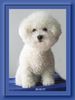Bichon Frisé Foto: Dana - eine Schönheit aus Just for fun (ID 37217) Bichon Frisé Hund