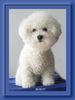 Bichon Frisé Hund