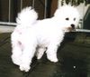 Bichon Frisé Foto: Debby vom Adlerhorst (ID 18157) Bichon Frisé Hund