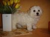 Bichon Frisé Foto: Bichon Frise vom Adlerhorst (ID 18864) Bichon Frisé Hund