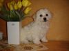 Bichon Frisé Foto: Bichon Frise vom Adlerhorst (ID 18863) Bichon Frisé Hund