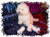 Bichon Frisé Foto: Vom Stiefeler-Schloss (ID 18491) Bichon Frisé Hund