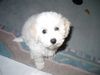 Bichon Frisé Foto: Qunicy Leo als Baby (ID 17934) Bichon Frisé Hund