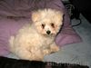 Bichon Frisé Foto: Hallo, ich heiße Mia (ID 7570) Bichon Frisé Hund