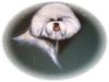Bichon Frisé Foto: Vom Stiefeler-Schloss Meine Motorhaupe vom Auto (ID 22428) Bichon Frisé Hund