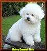 Bichon Frisé Foto: Bichon frise Zucht Honey Dreams stellt seinen Nachwuchs vor (ID 16214) Bichon Frisé Hund