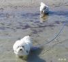 Bichon Frisé Foto: Strandfeeling auch für Hunde, Badefreuden in der Ostsee (ID 4894) Bichon Frisé Hund