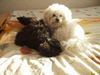 Bichon Frisé Foto: Chicco mit seinem besten Freund Jupp (ID 4848) Bichon Frisé Hund