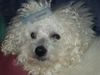 Bichon Frisé Foto: Chicco ganz amtlich ;o) (ID 4847) Bichon Frisé Hund