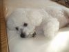 Bichon Frisé Foto: Am besten schläft es sich im Wasserbett (ID 4849) Bichon Frisé Hund