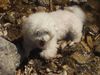 Bichon Frisé Foto: Ich bin ein waschechter Berghund ;o) (ID 4850) Bichon Frisé Hund