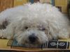 Bichon Frisé Foto: Ein gaaanz müder Krieger ... (ID 4851) Bichon Frisé Hund