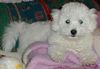 Bichon Frisé Foto: Bichon Frise Benni (ID 4605) Bichon Frisé Hund