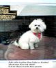 Bichon Frisé Foto: Queen-Curley von der Ruhrhöhe (ID 15414) Bichon Frisé Hund